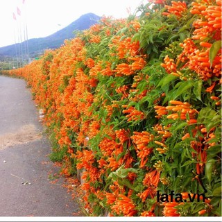 Cây chùm ớt,  Cây rạng đông