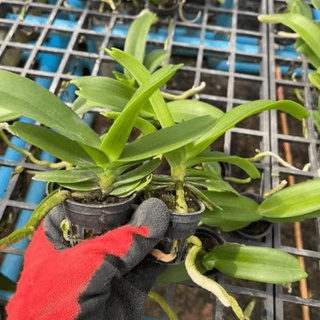 Lan ngọc điểm thái cây giống từ 3 cặp lá