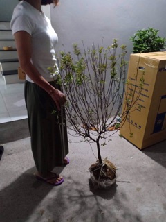 Cây giống nhất chị mai nhỏ