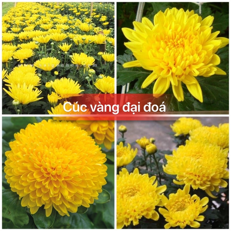 Hạt giống cúc vàng đại đoá F1 bông to, sai hoa