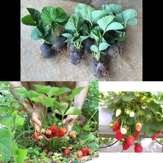 Combo 5 cây dâu tây hàn santa 75k