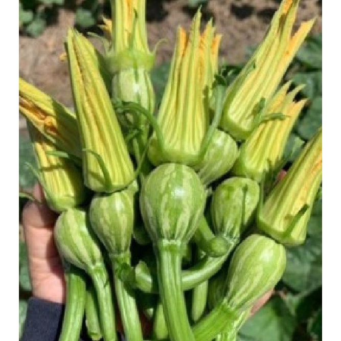 Hạt giống bí siêu nụ CT13 - Gói 10gr