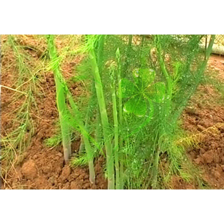 Hạt giống măng Tây xanh - gói 10 hạt