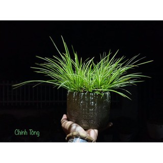 CỎ THẠCH XƯƠNG BỒ, CÂY CỎ LÁ CÓ MÙI THƠM NHẸ NHÀNG, CÂY TRÊN ĐÁ, GỖ TRANG TRÍ NHÀ CỬA, TIỂU CẢNH GIAN PHÒNG