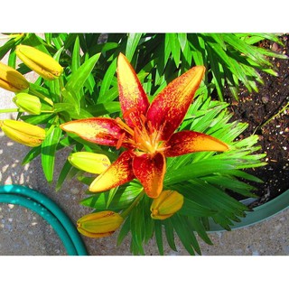 CỦ HOA LY LÙN MÀU CAM CHẤM ĐÃ CÓ MẦM