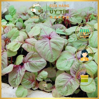 Hạt Giống Rau Dền Tía Rado 08 (20g)