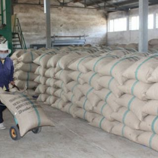 sét 3kg cà phê nhân robusta honey (tiêu chuẩn )