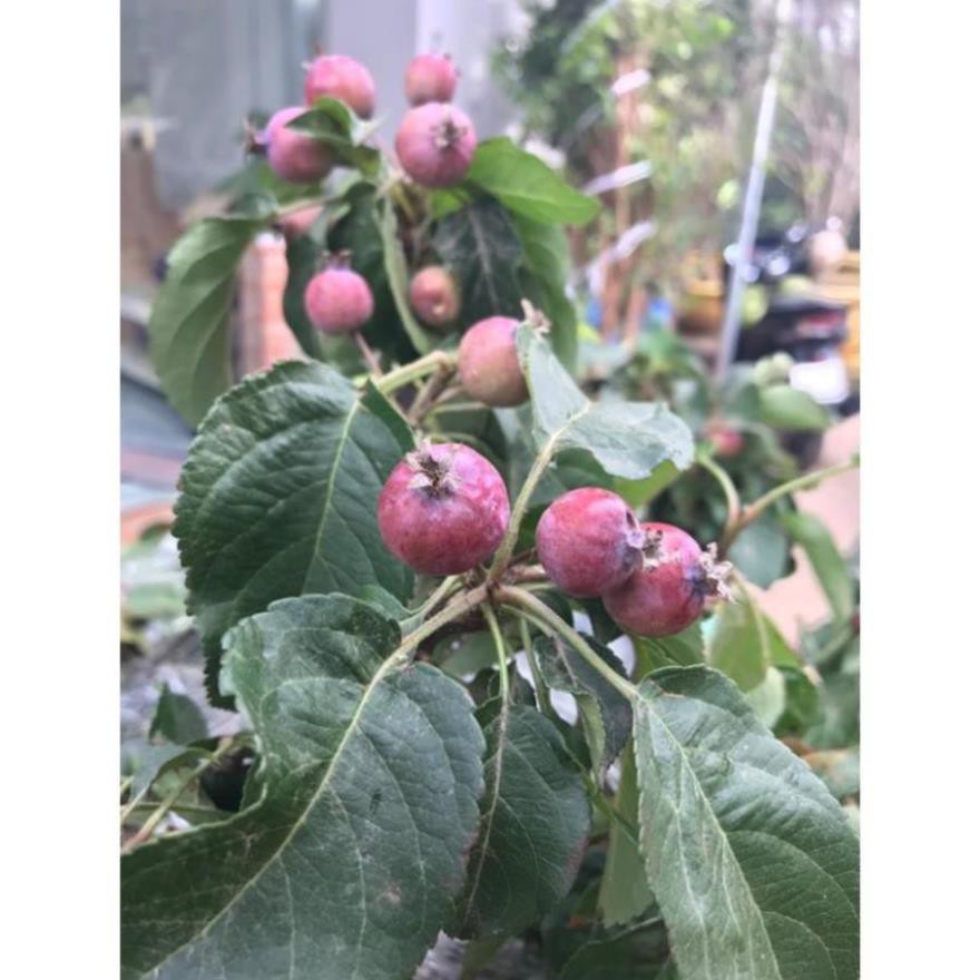 Táo đỏ cherry đang trái chi chít - Nhà Vườn Khánh Võ