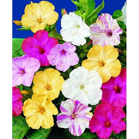 Gói 1GR hạt giống hoa Bông Phấn Nhiều Màu