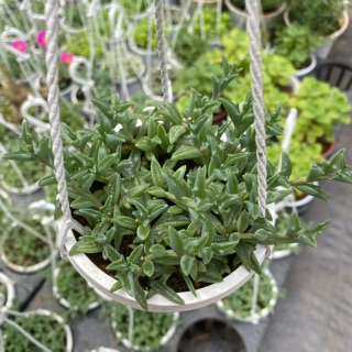 Chậu sen cá heo. Chậu treo