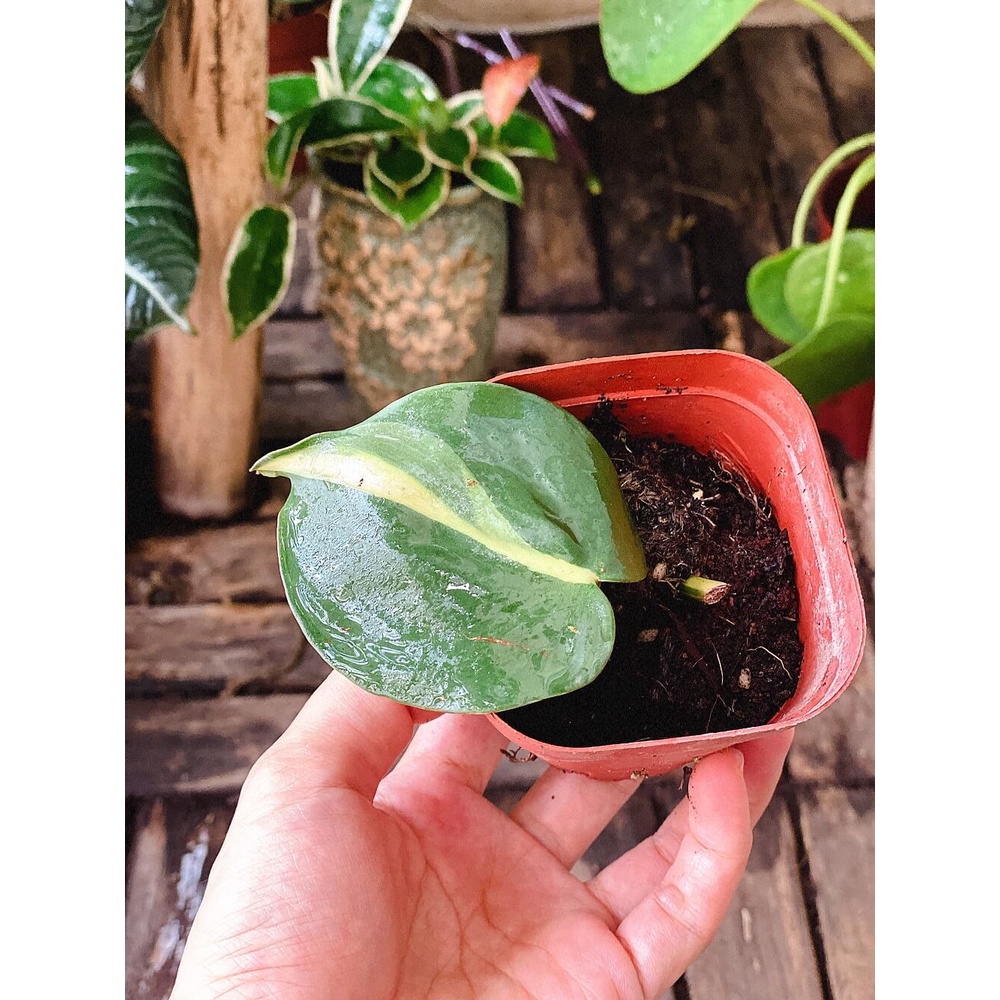 Chậu giống Philodendron hederaceum ‘Brasil’ (Philodendron ‘Brasil’, Trầu Bà Brasil) chậu nhựa