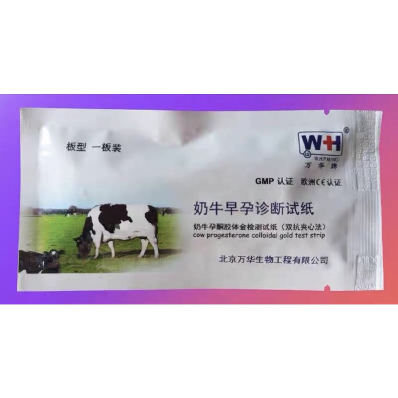 Que thử thai trâu bò ,que tét thai Trâu Bò