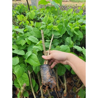 com bo 50 cây giống bò khai