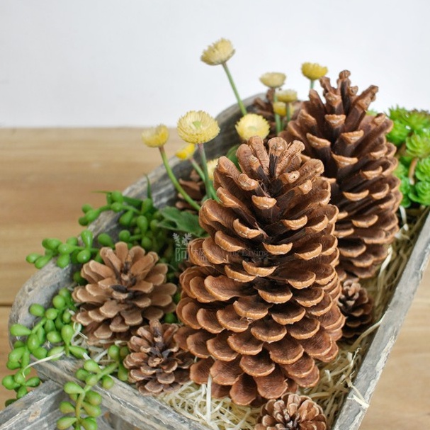 Trái thông khô trang trí chụp ảnh màu tự nhiên, màu nhũ-Lá khô decor chụp hình