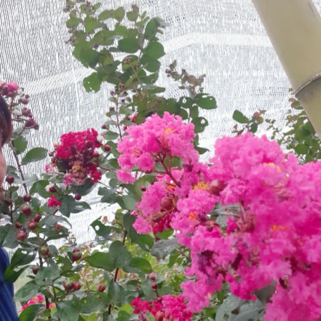 Cây giống tường vi.