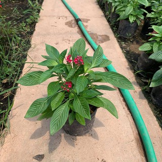 Hoa Diễm Châu Đang Nụ Và Hoa[ CÂY NHƯ HÌNH]
