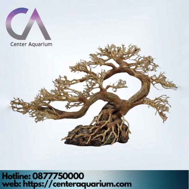 Layout Bonsai Bể Thủy Sinh Bể Cá Cảnh