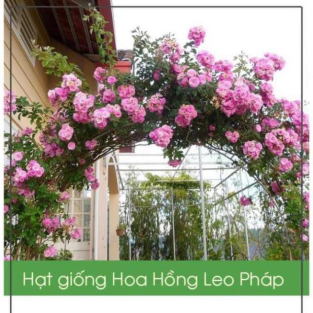 Hạt giống Hoa Hồng Leo Pháp Hoa Nhiều - Gói 10 Hạt