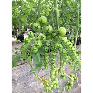 Hạt giống Cà chua bi dây vàng – 30Hạt