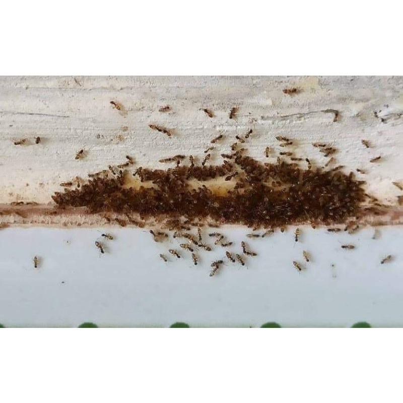 COMBO 5 LỌ THUỐC DIỆT KIẾN GIÁN