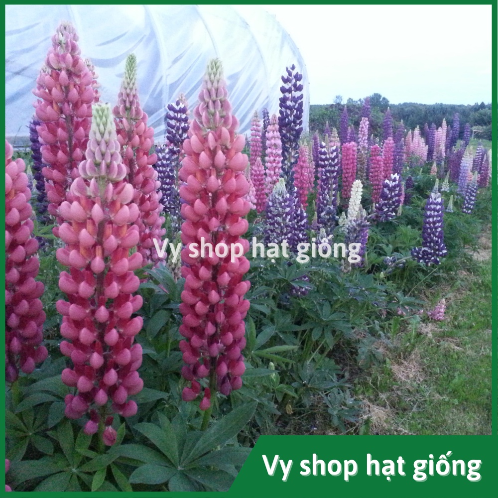 Hạt giống hoa đậu Lupin - Lupinus Micranthus mix màu gói 50 hạt