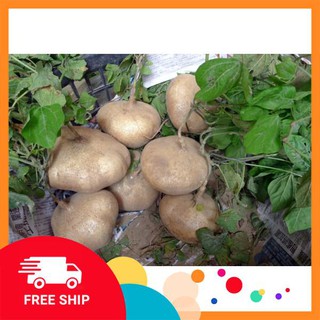 20 hạt giống củ đậu siêu ngọt