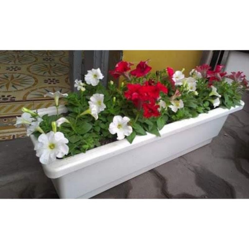 Chậu Nhựa Máng Dài Trồng Cây,Nuôi Cá size 60x20x16cm_Hàng Công Ty