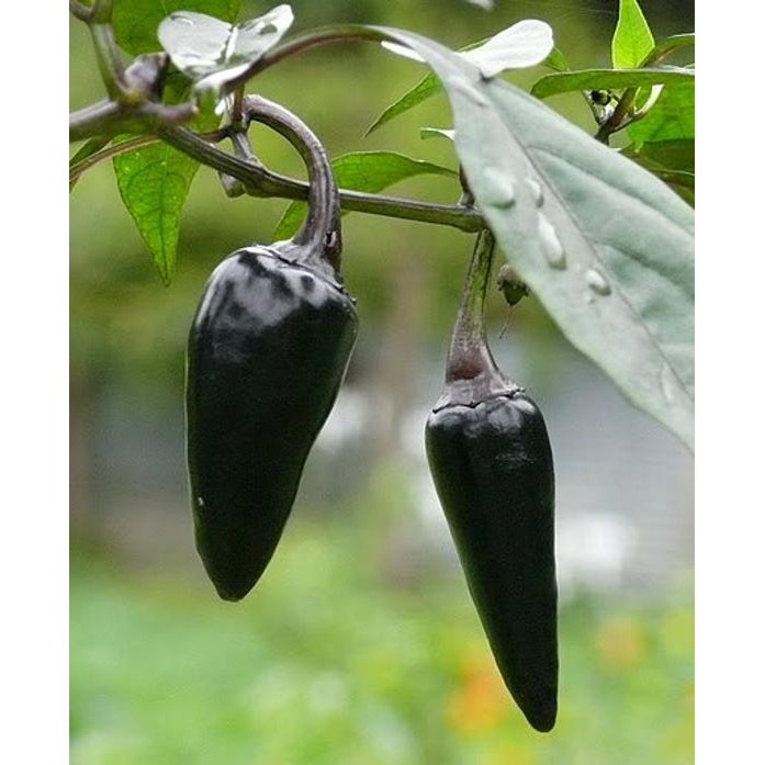 Hạt giống ớt đen dễ trồng