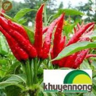 30 Hạt giống ớt chỉ thiên