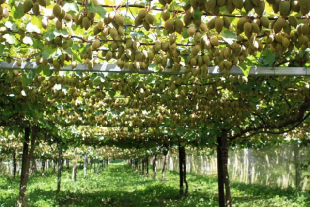 Cây giống kiwi 6 tháng ra quả