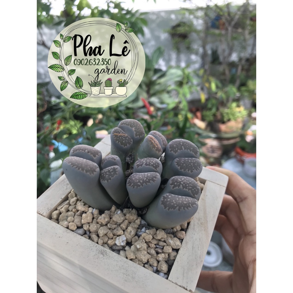 sen mông búi lớn 6-8 đầu,đang tuổi ra hoa/ lithops size lớn