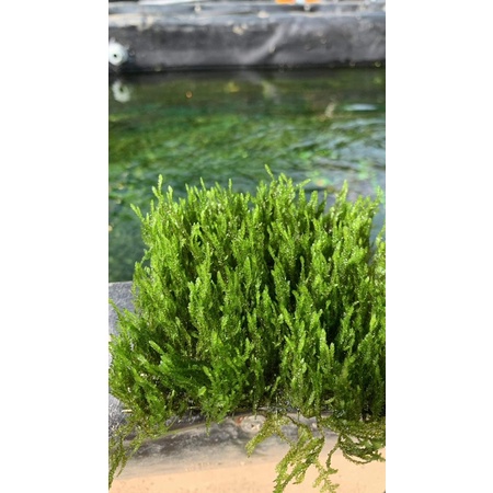 Rêu thuỷ sinh mini taiwan | Pelia | weeping Sin | us fiss | flame | mini spinky | cây thuỷ sinh dễ trồng không cần co2