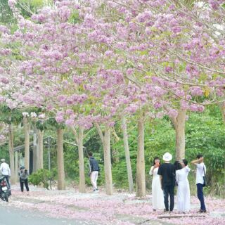 Cây kèn hồng cao 60-200cm.