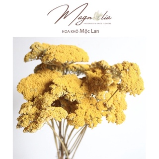 Hoa khô trang trí 🍁FREESHIP🍁 Hoa khô Yarrow decor nhà cửa, tiệc cưới retro vintage [hoa decor]