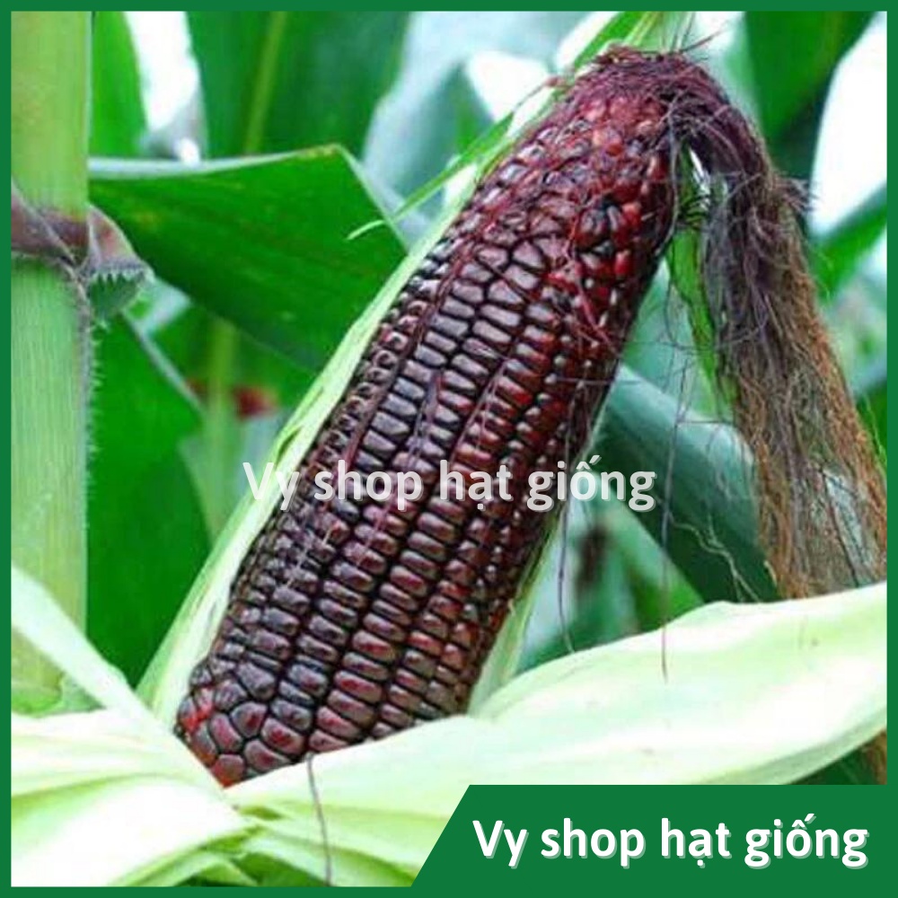 Hạt giống ngô nếp tím  Thái Lan gói 80 hạt