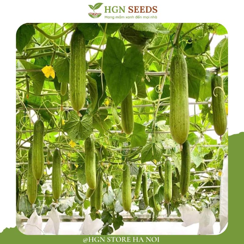 Dưa chuột nếp VL103 F1 - Tỉ lệ nãy mầm >95%