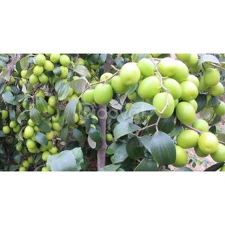 Cây giống táo lê Đài Loan - Táo Thái - cho trái to (8-11 quả/kg) vỏ mỏng, ăn giòn ngon và ngọt