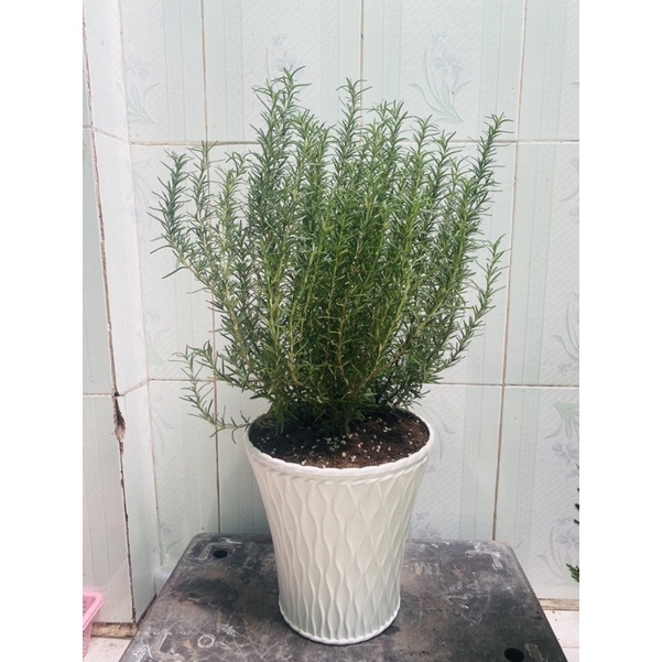 CÂY ROSEMARY - HƯƠNG THẢO BỤI LỚN 25-30cm