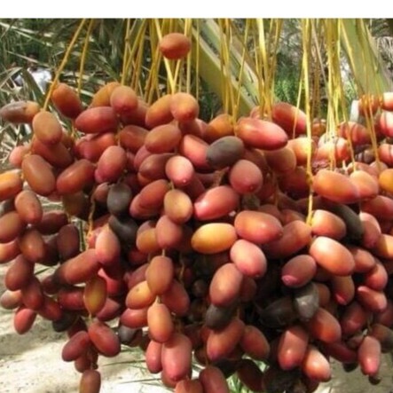 Chà Là Sấy Khô Nguyên Cành Dates Sanwan Tunisia 500gr