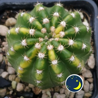 echi var hoa trắng