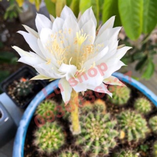 Xương rồng bí xanh