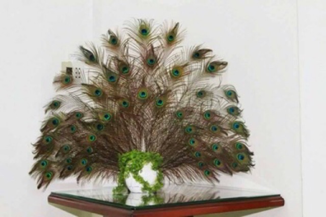 Lông công 80-90cm tự nhiên sale mạnh | BigBuy360 - bigbuy360.vn