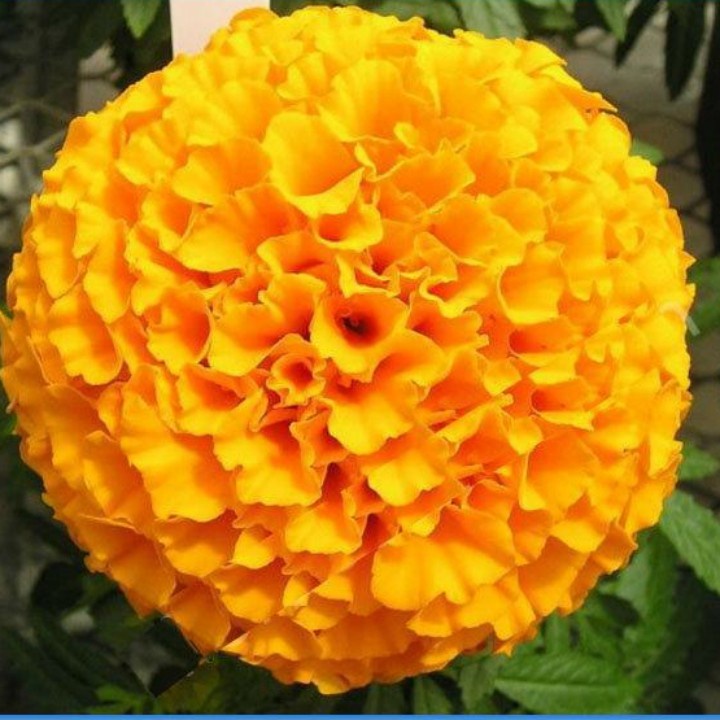 Phân bón DAP Hàn Quốc (loại hạt đen) 1kg