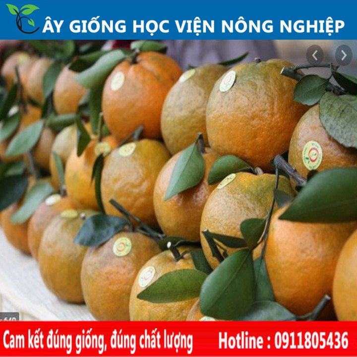 giống cam sành Hà Giang