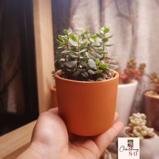 Chậu đất nung - chậu trụ đáy tròn miệng 7.5, cao 7