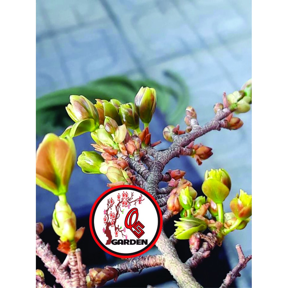 Hoa mai xanh Phước Lộc Thọ_cây ghép chuẩn