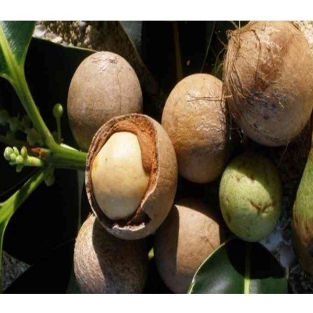 Chai lăn Mù U và Oải Hương giảm sưng tấy, chữa bỏng, mờ thâm sẹo cho mẹ và bé Bub&amp;Mum (10ml)