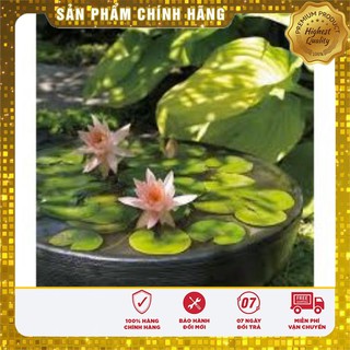 Hạt Giống Súng Nước Mini Thái Lan(05 hạt)