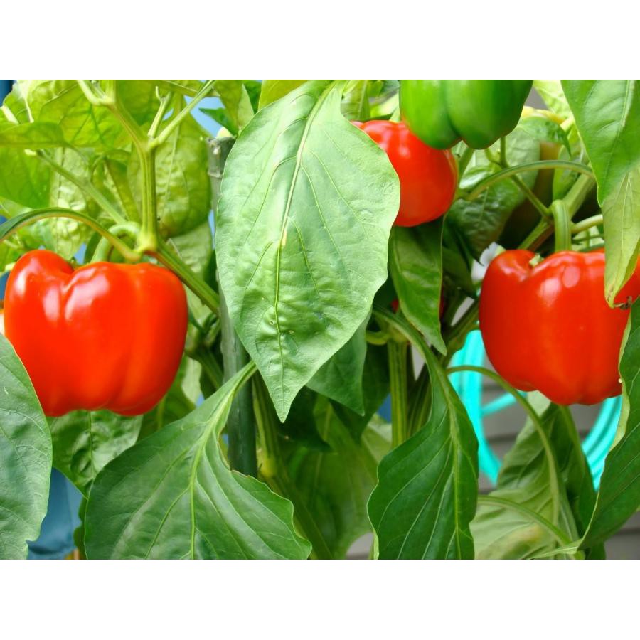 Hạt Giống Ớt Chuông Đỏ Ngọt (300 Hạt) - Ngọt ,Thơm, Giàu Vitamin - MUA 3 TẶNG 1 CÙNG LOẠI