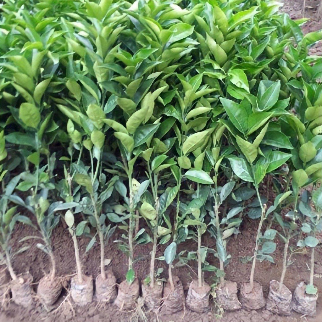 Cây giống Bưởi ruột đỏ Tiến Vua, cây giống thế hệ mới năng suất cao, chịu hạn, ít sâu bệnh